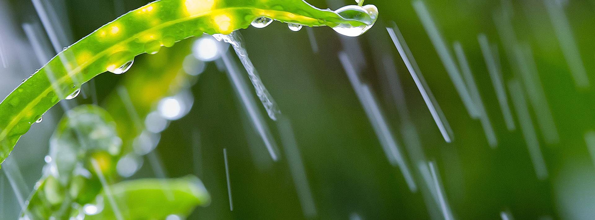 The benefits of rain gardens Hero Image